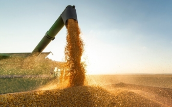 Morocco Realigns Wheat Imports Amidst European Price Drop